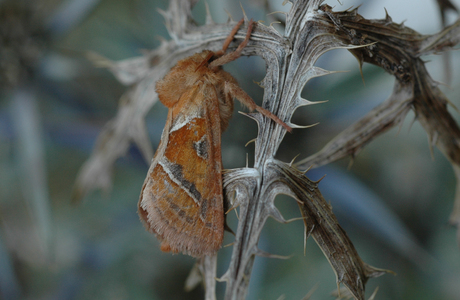 Ampfer - Wurzelbohrer (Triodia sylvina) - © Leo Kuzmits Ampfer - Wurzelbohrer (Triodia sylvina) - © Leo Kuzmits